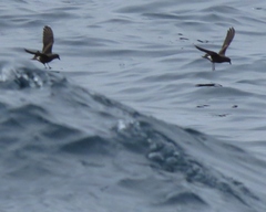Hydrobates leucorhous
