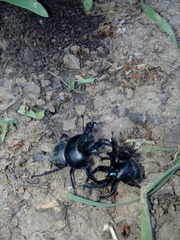 Lethrus apterus