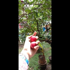 Phaleria macrocarpa
