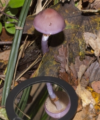 Cortinarius magellanicus