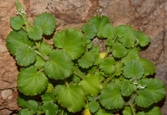 Lafuentea rotundifolia