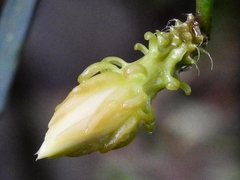 Weberocereus
