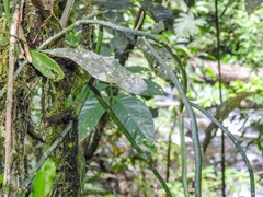 Weberocereus