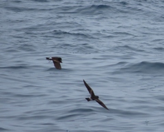 Hydrobates leucorhous