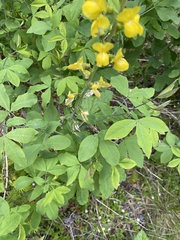 Thermopsis gracilis