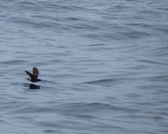 Hydrobates leucorhous