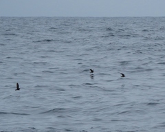 Hydrobates leucorhous