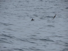Hydrobates leucorhous
