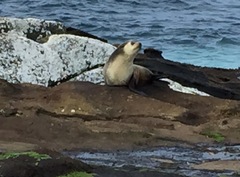 Arctocephalus tropicalis