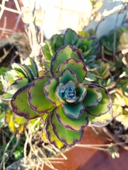 Kalanchoe fedtschenkoi