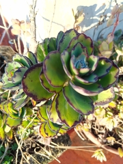 Kalanchoe fedtschenkoi