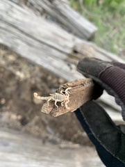 Chihuahuanus russelli