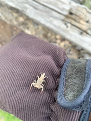 Chihuahuanus russelli