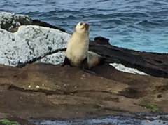 Arctocephalus tropicalis