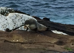 Arctocephalus tropicalis