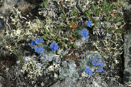 Image of Eritrichium aretioides by (c) Syd Cannings, some rights reserved (CC BY)