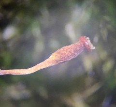Anacamptodon splachnoides