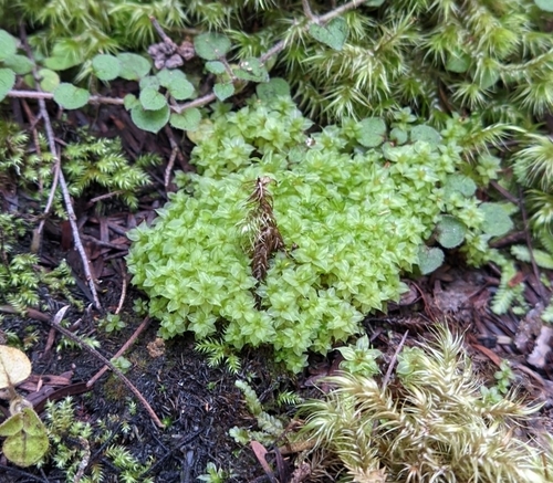 Callophylla