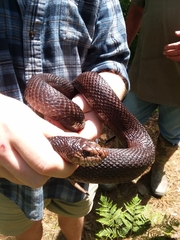 Pituophis melanoleucus lodingi