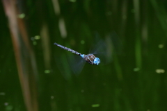 Rhionaeschna jalapensis