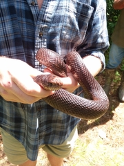 Pituophis melanoleucus lodingi