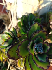 Kalanchoe fedtschenkoi