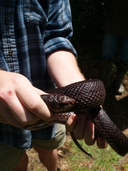 Pituophis melanoleucus lodingi