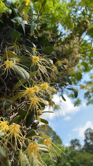 Bulbophyllum vaginatum