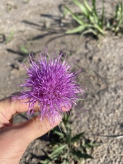 Cirsium mexicanum