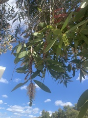Melaleuca viridiflora