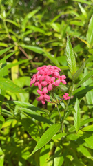 Arachnothryx leucophylla