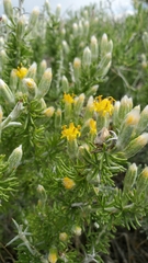 Tetradymia spinosa