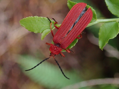 Punicealis hamata