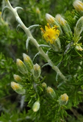 Tetradymia spinosa