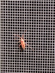 Creontiades rubrinervis