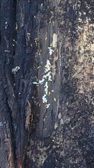 Crematogaster minutissima