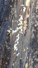 Crematogaster minutissima