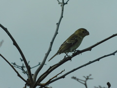 Sporophila peruviana