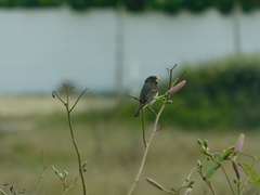 Sporophila peruviana