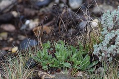 Aster alpinus vierhapperi