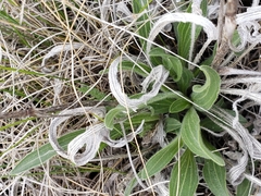 Echinacea angustifolia