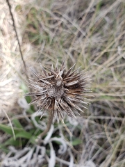 Echinacea angustifolia