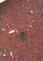 Cicindela denikei