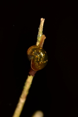 Euconulidae