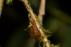 Euconulidae