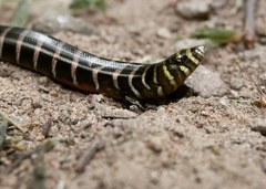 Diploglossus lessonae