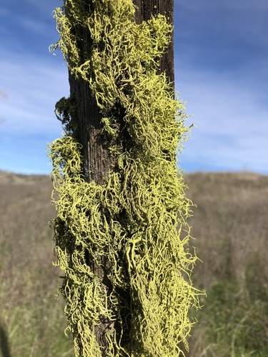 iNaturalist observation photo of wolf lichen