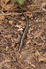 Diploglossus lessonae