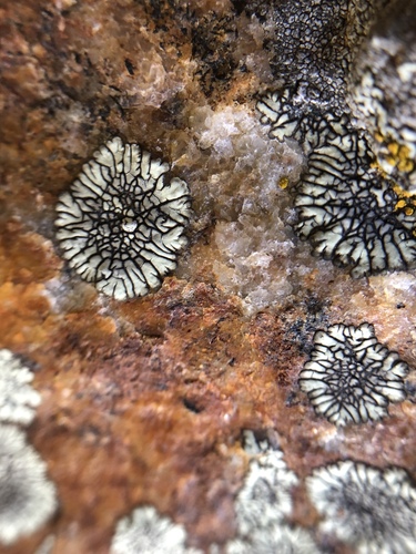 iNaturalist observation photo of Golden Moonglow Lichen