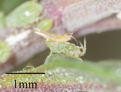 Thysanoptera